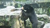 People are traveling for hours just to see if a sun bear at a Chinese zoo is a human wearing a fur suit or just a bear with weird folds on its rear end