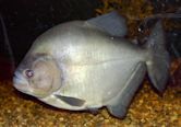 Redeye piranha