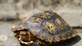 Turtles purr like cats, croak like frogs, and even breathe like Darth Vader. No one really understands why.