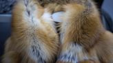 Potential Outbreak-Causing Viruses Found in China’s Fur Animals