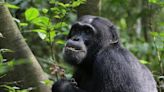 Confirmaron que los chimpancés se automedican - Diario Hoy En la noticia