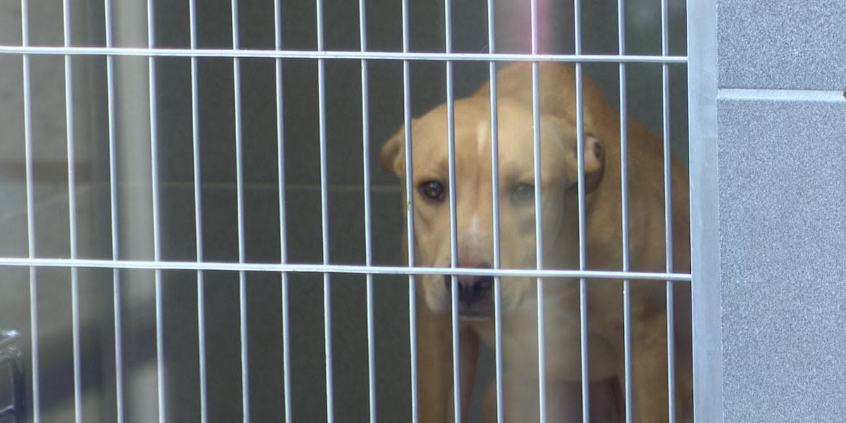 Jackson County shelter gets hit with nearly 80 animals in one day