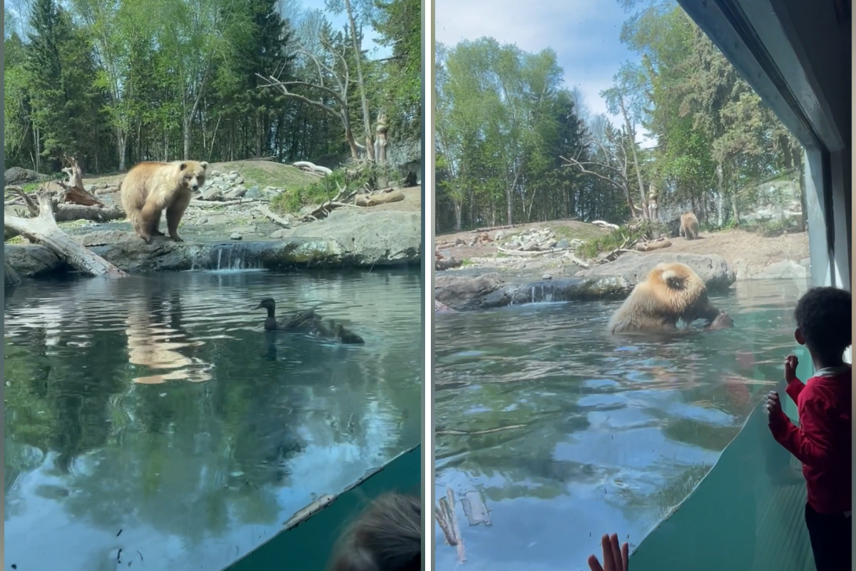 Bear eats duck family in front of kids in zoo video: 'train wreck'