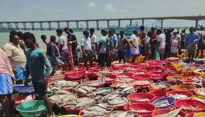 Hilsa bonanza: Prized fish from Bangladesh back on plate as imports resume