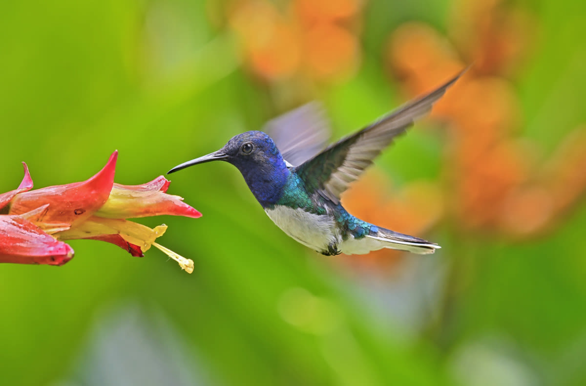 25 Gorgeous Flowers and Plants That Attract Hummingbirds