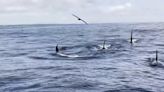 ‘Uncommonly large’ pod of killer whales spotted off coast of San Francisco