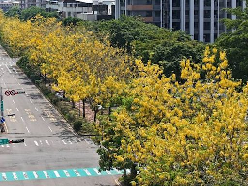 台中飄阿勃勒黃金雨 市府公布「美炸熱點」