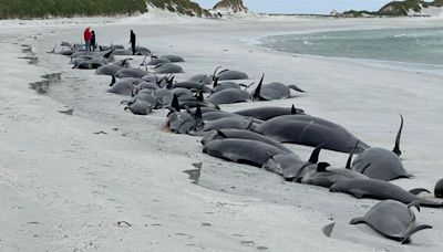 Whales were healthy before Orkney stranding - expert