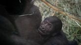 How is the new baby gorilla doing at the zoo? Columbus Zoo curator talks about baby, mom and more