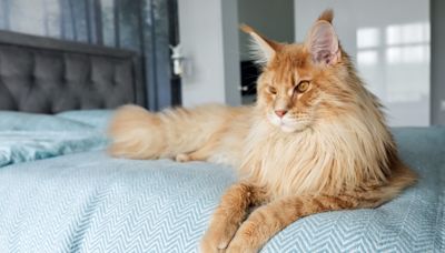 Maine Coon Parents List 9 Signs That Show a Cat Is Depressed