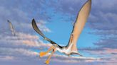 Fossils uncovered in Australia are 107 million-year-old pterosaurs bones, scientists say