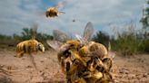 拍到一群雄蜂欲與雌蜂交配 獲野生動物攝影師大賽最大獎