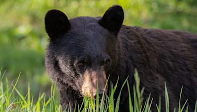 Bear Mauls 3-Year-Old at Montana Campground