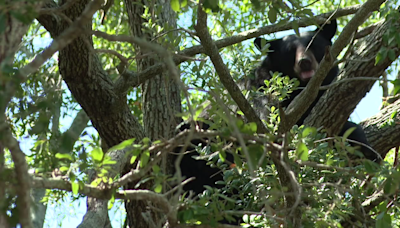 Bear spotted roaming through Hillsborough County neighborhood