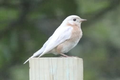 Unusual white-feathered bluebird seen visiting East Texas home