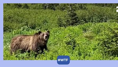 Viral video: Terrifying moment hiker encounters grizzly bear 'twice her size' in the wild