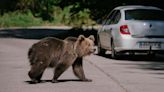 Hiker’s Death Prompts Move to Allow Wider Bear Cull in Romania