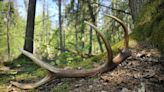 How to recycle antlers that deer, elk and moose shed