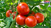 BIG Burden on Commoner's Pocket As Tomato Prices Hit Rs 100 per Kg in Delhi