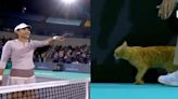 Emma Raducanu bursts into laughter after cat invades court at Abu Dhabi Open