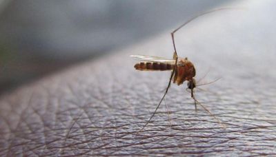 Adiós al mosquito en casa: el remedio japonés que los destierra para siempre