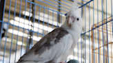 Cockatiel Is the Picture of a Doting Dad Upon Meeting His Baby for the First Time