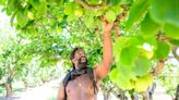 Black farmer looks to ancestors to help Californians battle climate change