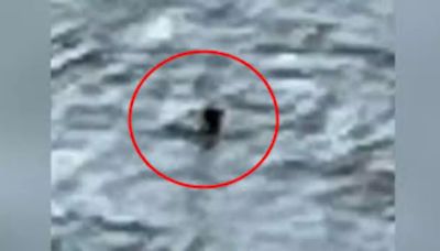 Fact Check: Did A Canadian Family Capture The Loch Ness Monster On Camera?