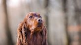 Irish Setter's Concern Over Mom Washing His Favorite Toy Is Everything