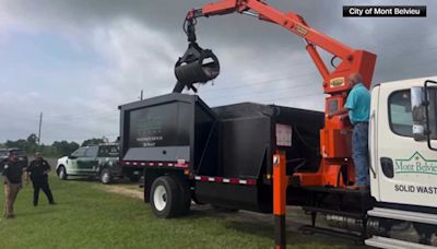 VIDEO: Public works, animal control crews in a Texas town use a grapple trash truck to move a massive alligator