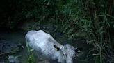 Three-hour rescue operation after cow gets stuck at nature reserve