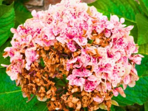 Neglected hydrangeas will ‘come back healthy’ if gardeners do 5 second task