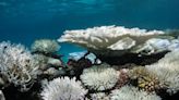 4th global coral reef bleaching event underway as oceans continue to warm: NOAA