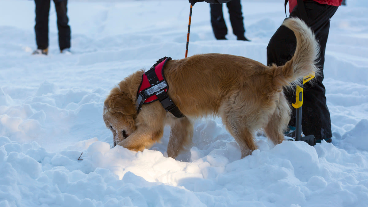 Video Showing How Avalanche Rescue Dogs Find People Under the Snow Is Fascinating