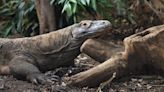 Komodo dragons have iron-tipped teeth, new study shows