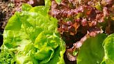 Person dies after E. coli outbreak linked to lettuce leaves