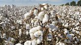 Indian cotton spinners to grow 6-8% in FY25 on volume, capex boost; Welspun Living, Nitin Spin lead gains | Stock Market News