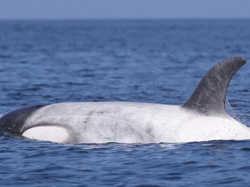 Rare WHITE killer whale spotted & scientists say it has ‘glowing mutation’