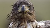 Eagle eye: Hundreds of surveyors take part in wintering 'eagle census'