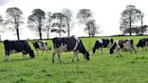 Peter Hynes: We’ve been led down the wrong path – we need to breed cows for a higher-input system