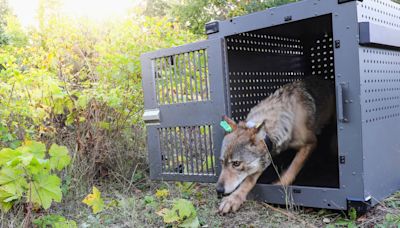 Remote Lake Superior island wolf numbers are stable but moose population declining, researchers say