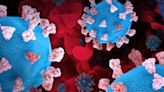 Experimental decoy drug tricks coronavirus, then destroys it