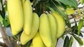 This Fruit, Grown In Bengal's Malda, Resembles Banana But Tastes Like Mango - News18