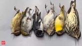 What happened when 1,000 birds died in one night in front of a house in Chicago?