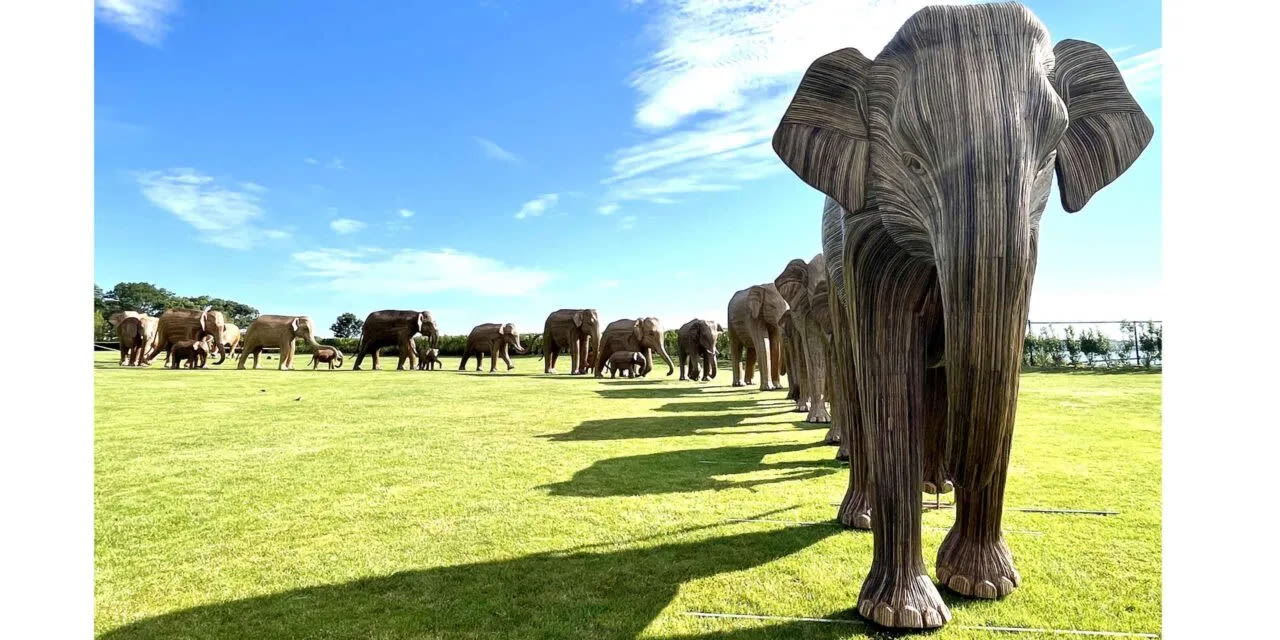 Herd of 'elephants' parade around Newport | ABC6