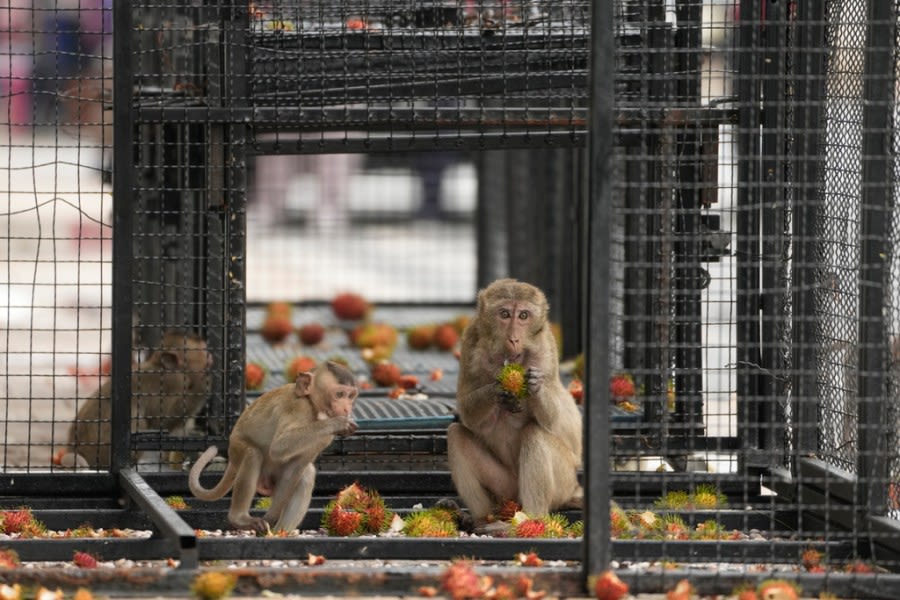 Monkey business: Town dealing with monkey gang has unusual solution