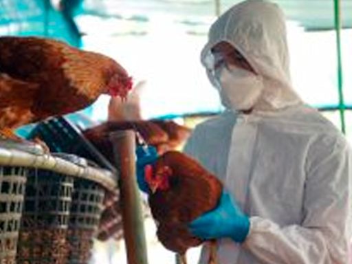 Morelia sin alerta epidemiológica por gripe aviar H5N2: IMUSA