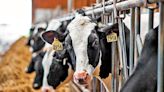 今日信報 - EJ Global - 美12州乳牛感染 影響兩成奶品 - EJ GLOBAL plus 禍害蔓延 - 信報網站 hkej.com