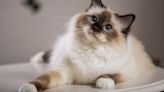 Massive study of 8,000 cats reveals which breeds live longest