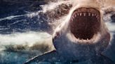 British Isles could soon face great white shark invasion, experts warn